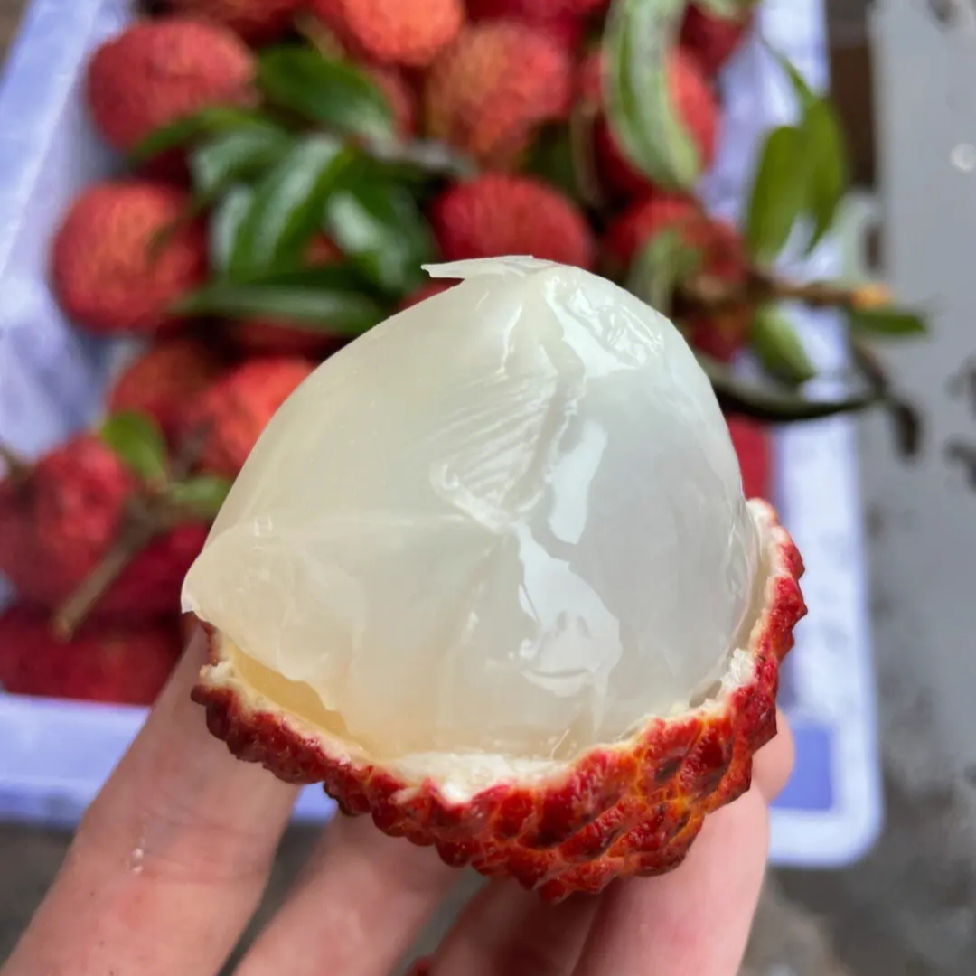 【荔枝王】海南火山口荔枝王顺丰包邮