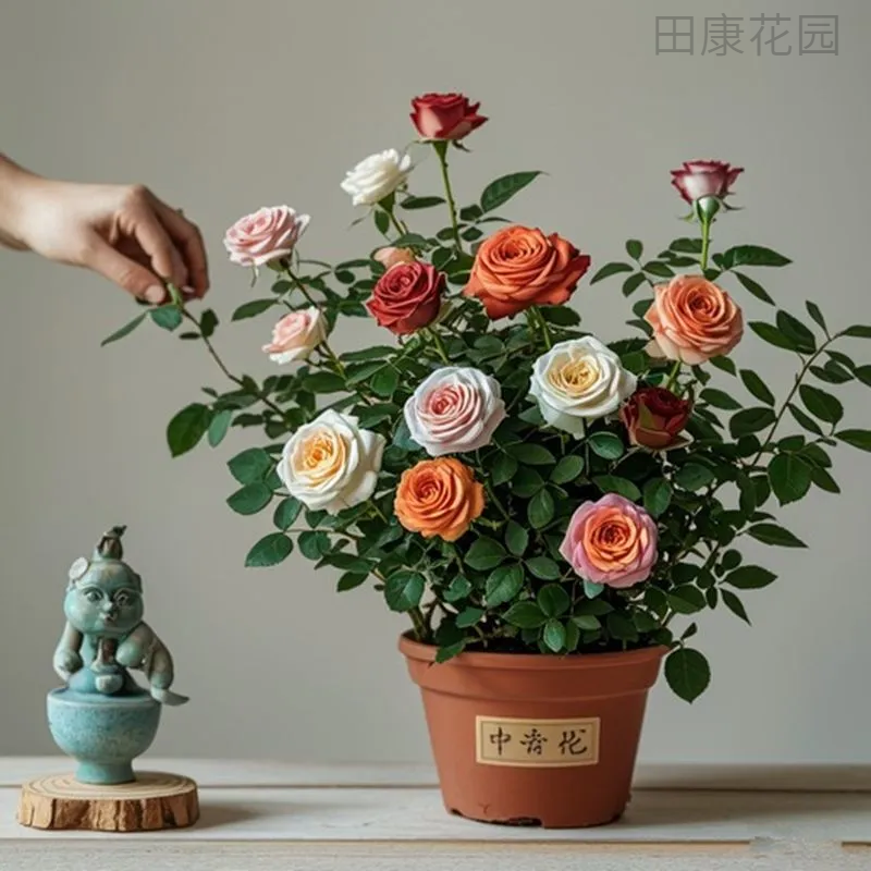 玫瑰花植物树苗云南玫瑰庭院种植月季蔷薇四季开花室内外阳台好养