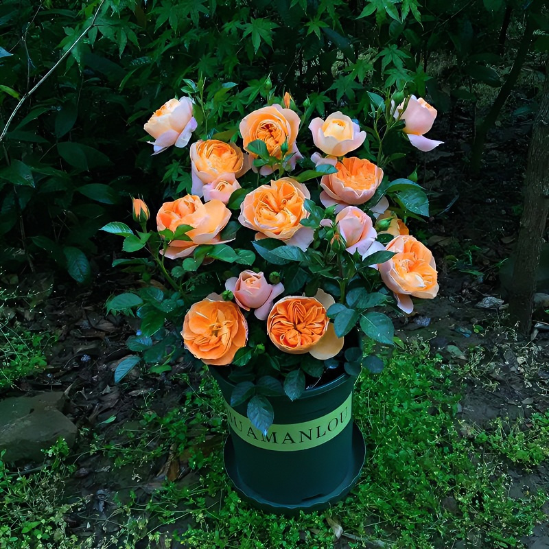 爬藤蔷薇云南老桩四季开花藤本月季花苗爬藤庭院阳台花卉玫瑰盆栽