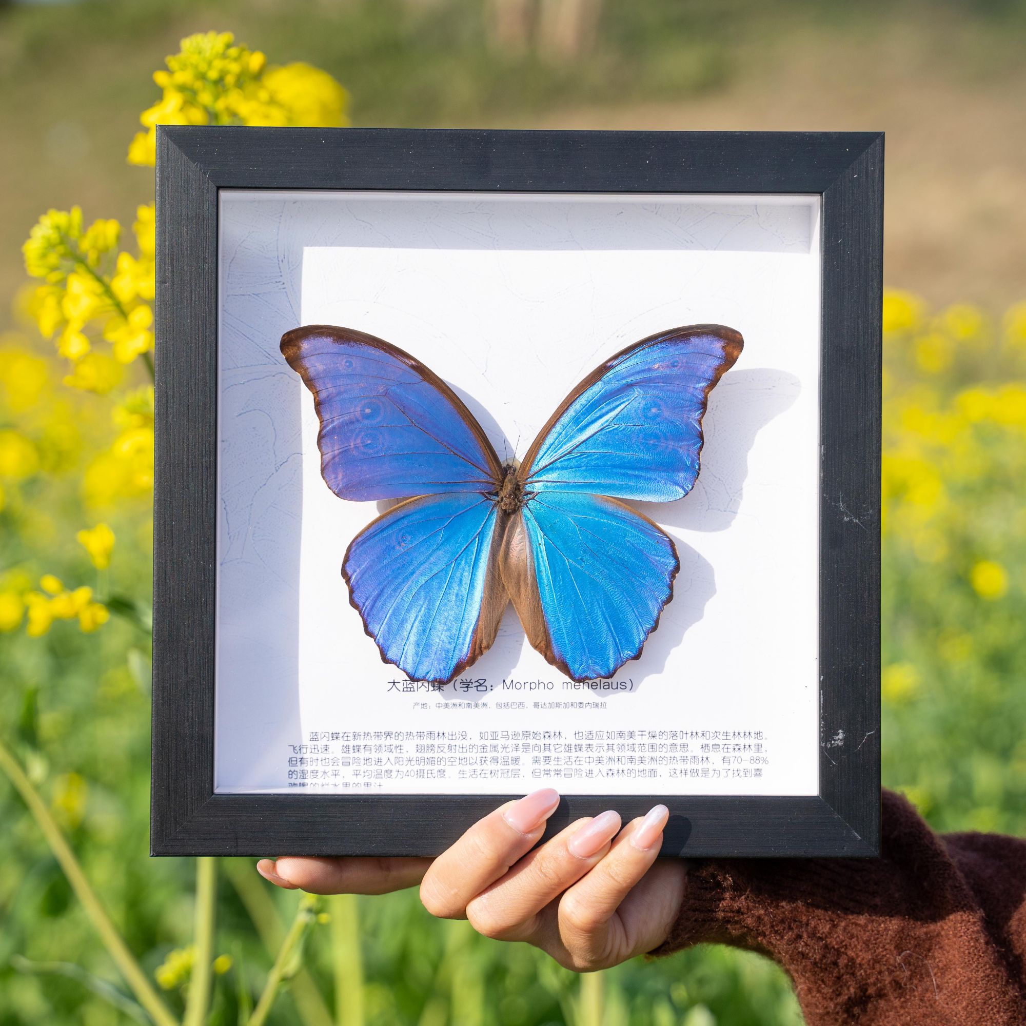 大蓝闪蝶蝴蝶标本相框成品展翅生日礼物A1品象