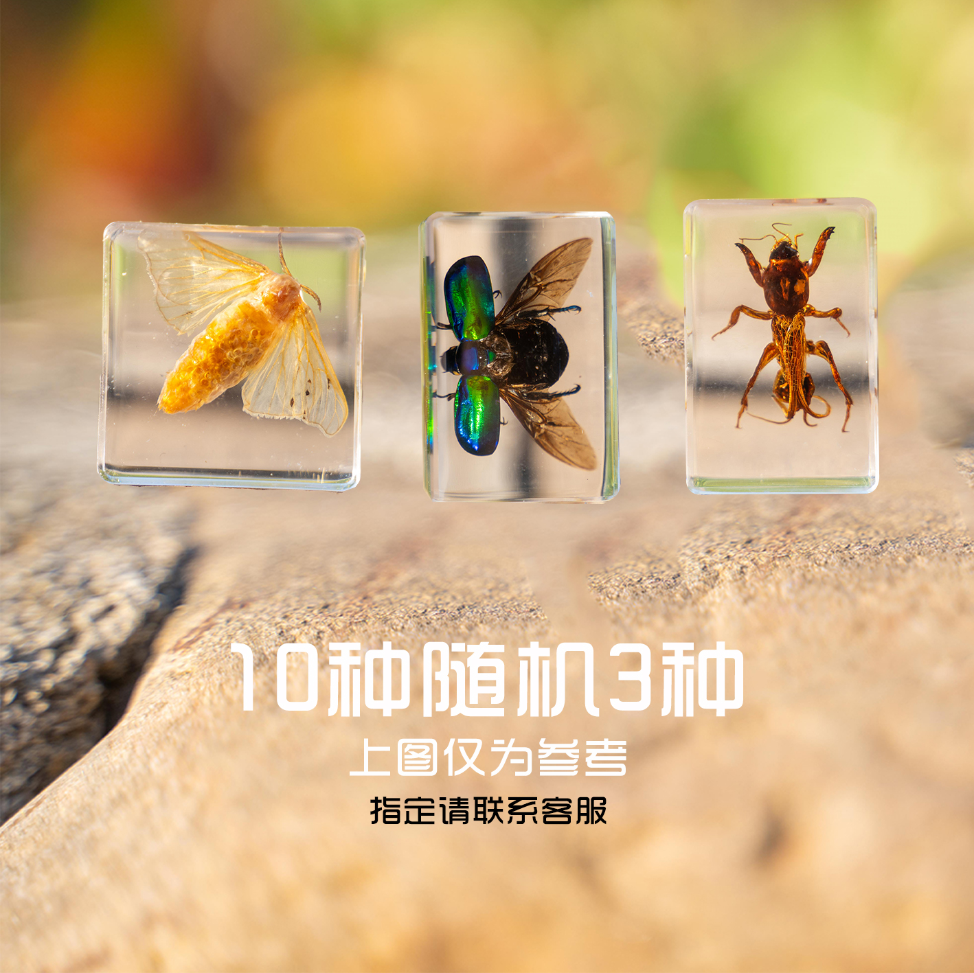 真实昆虫魔块树脂标本真虫套装儿童科学认知玩具摆件孩子蝴蝶趣味