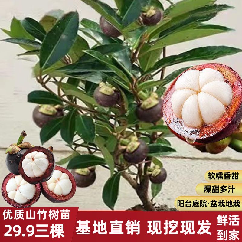 【29.9元3棵】山竹果树苗四季盆栽地栽南方种植果树苗