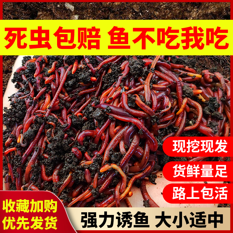 盒装蚯蚓活饵鲜活红虫垂钓鱼饵料野钓黑坑鱼料打窝料鲫鱼鲤鱼鱼食