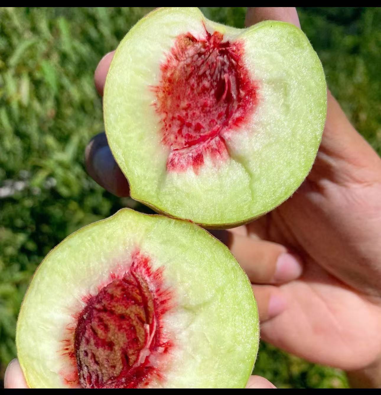 正宗山东青州蜜桃冬桃冬雪蜜桃新鲜当季现摘脆桃毛桃半离核水果现