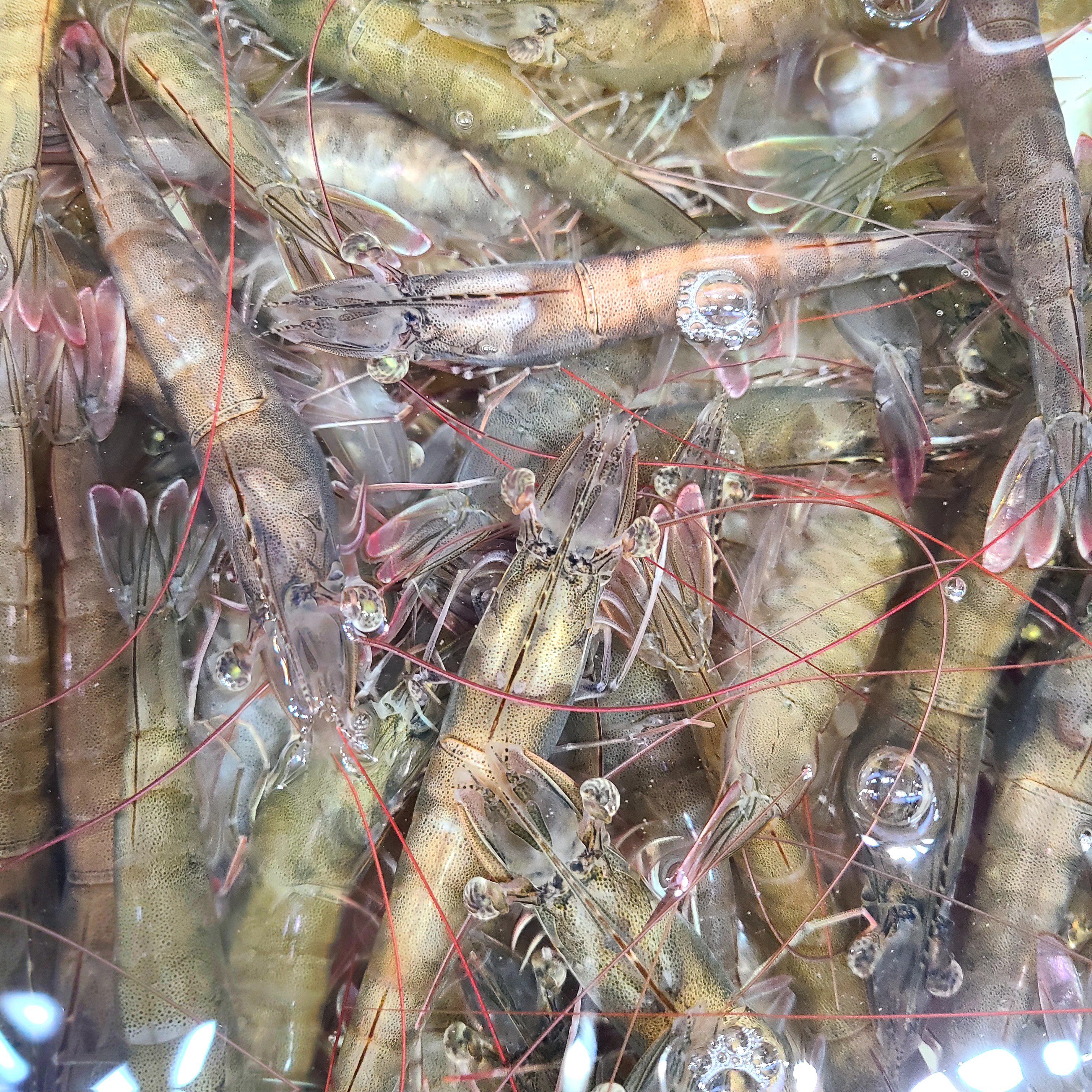 今日福利大放送【一小时到家】超大鲜活基围虾1斤大28只左右煎炒蒸炸糖醋虾（湛江）海鲜