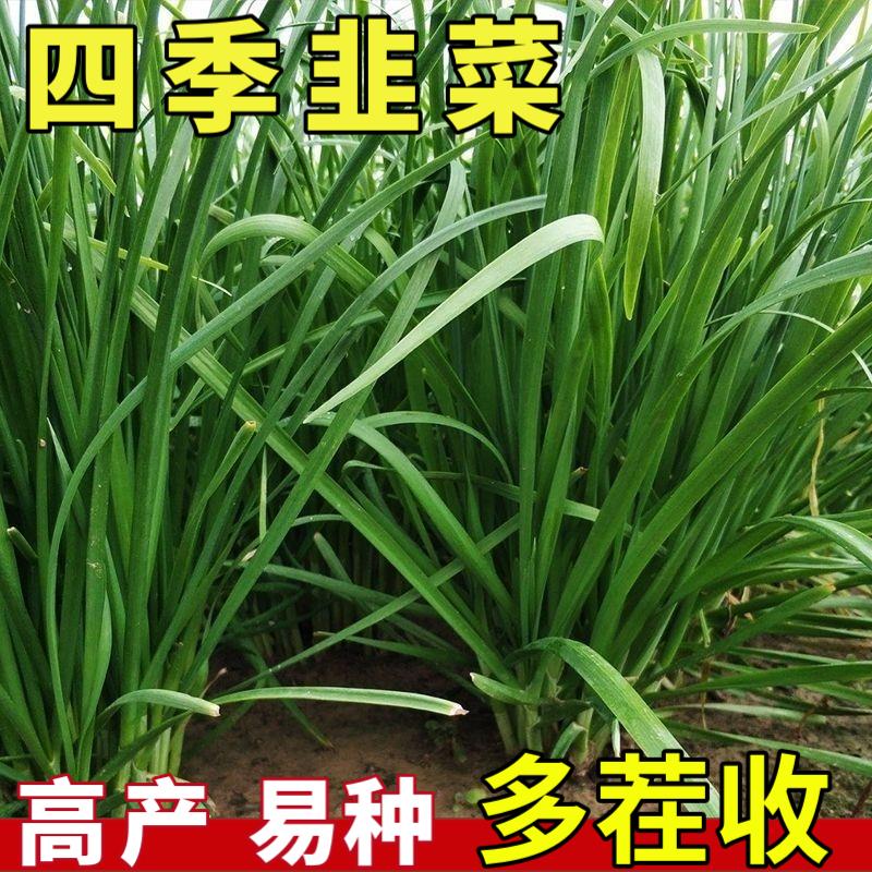 紫根韭菜种子 独根红根韮菜四季蔬菜种籽 阳台小院花盆均可种植