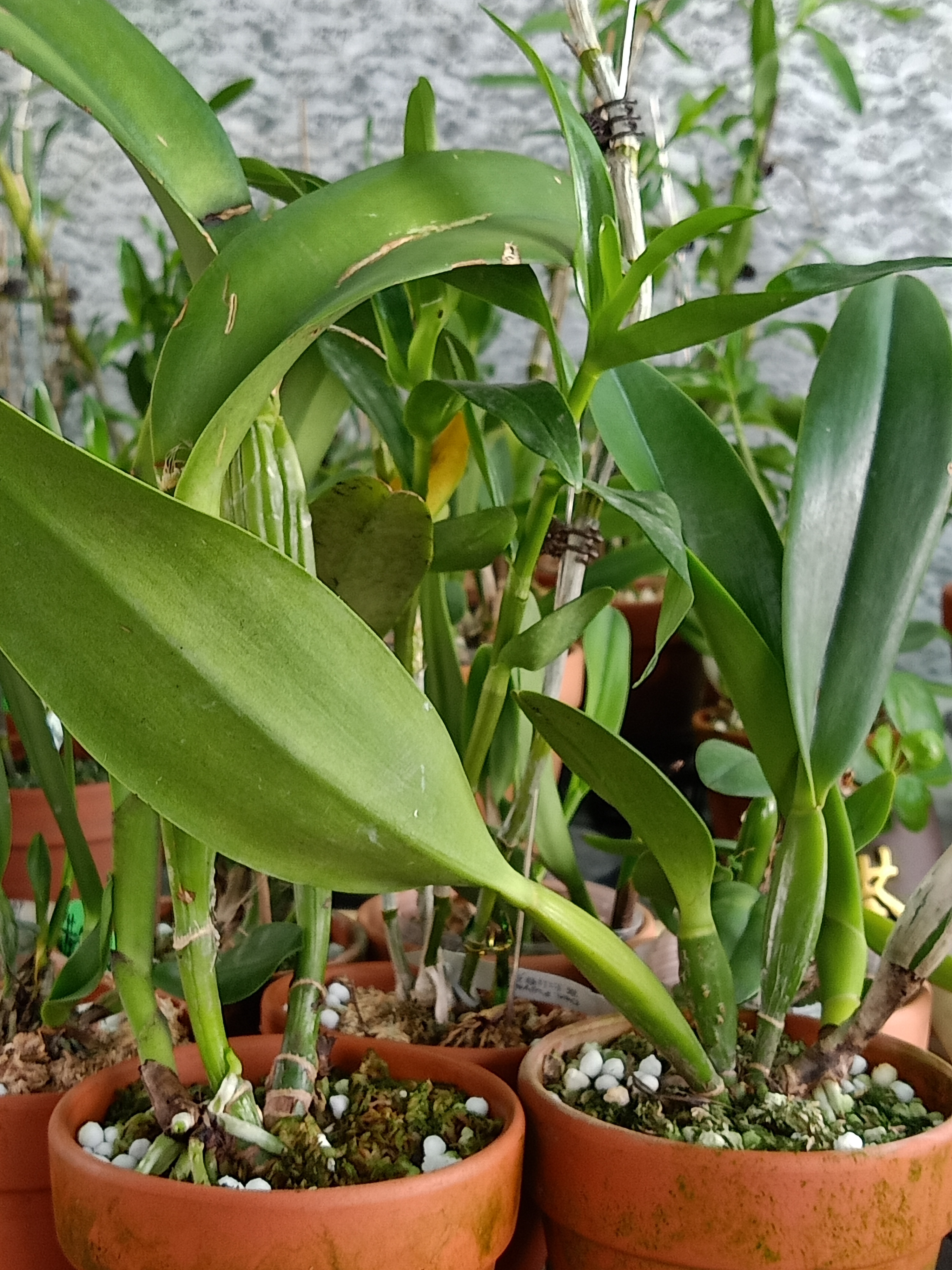 卡特兰 兰花(一物一拍)