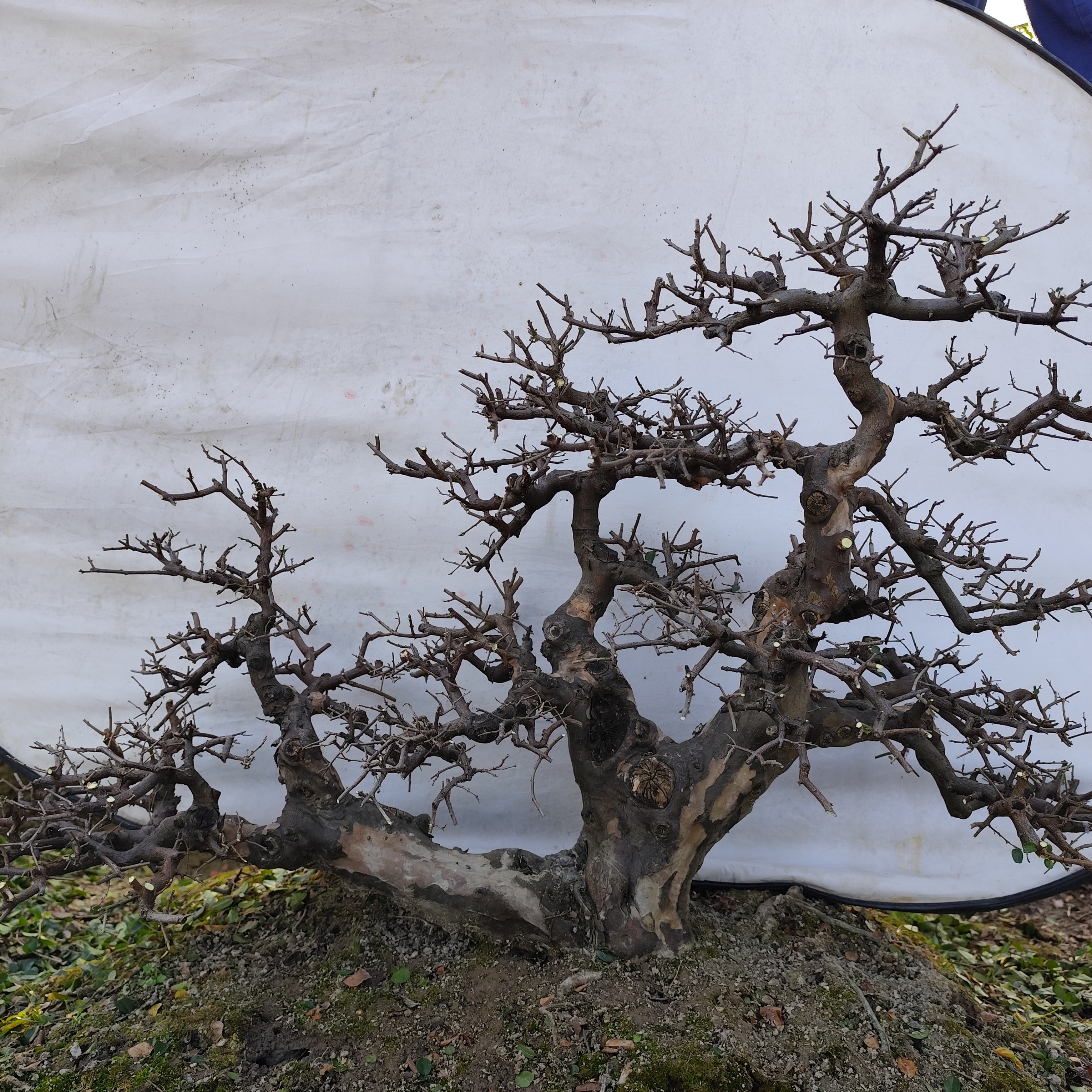 潜心园雀梅临水盆景