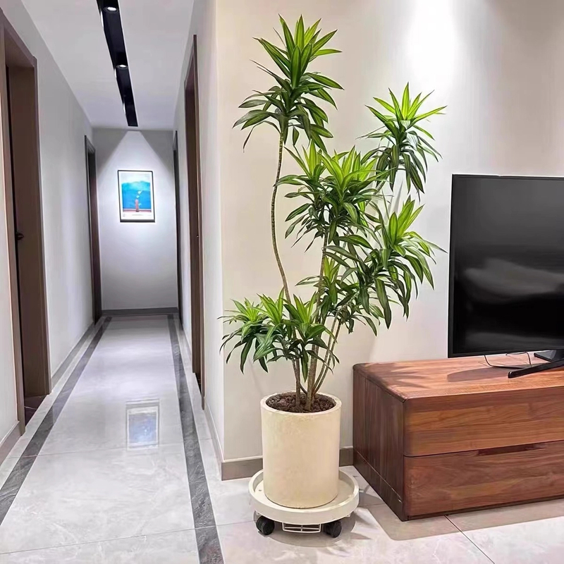 百合竹大型室内客厅绿植盆栽北欧风家居植物美观净化空气鲜花配送