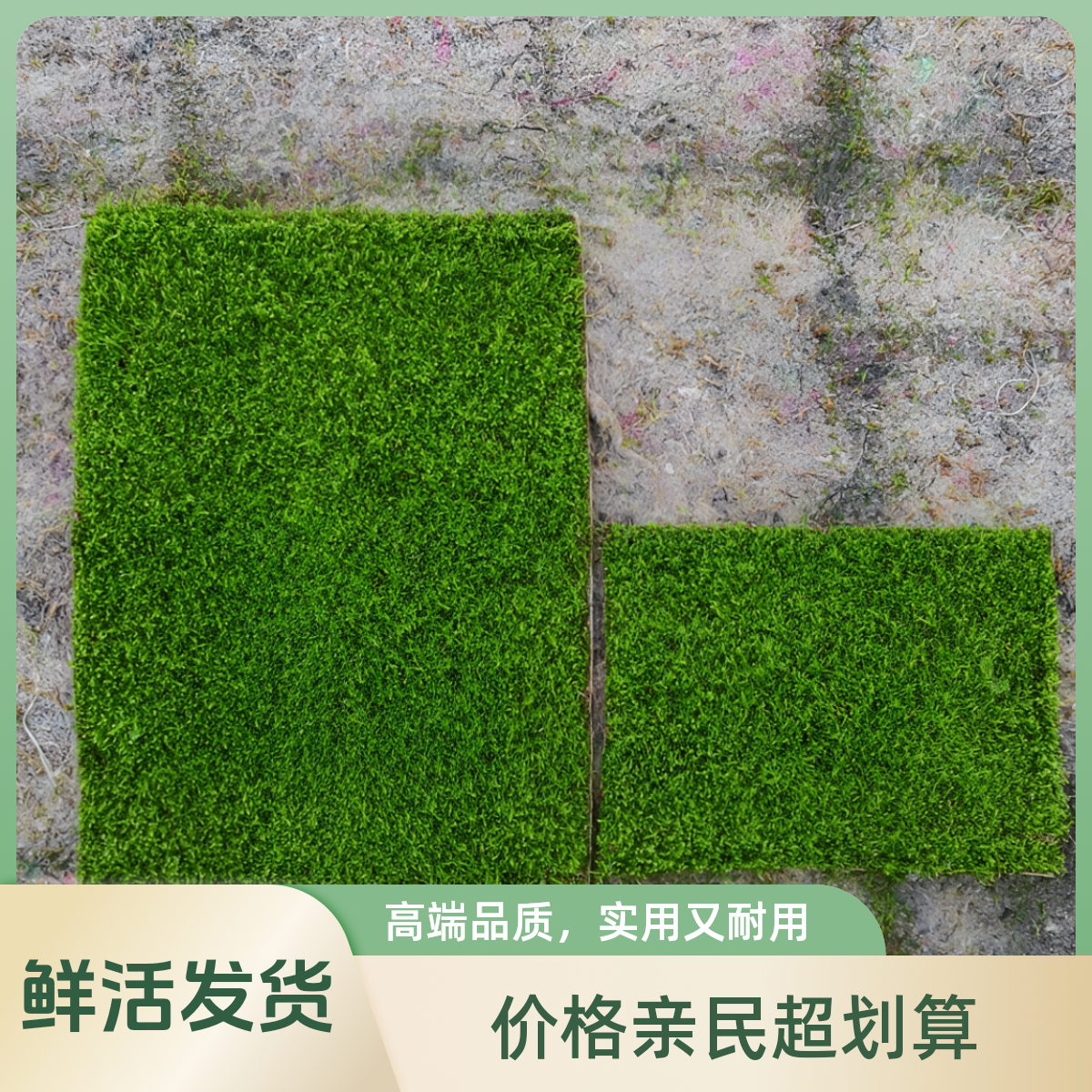 短绒苔藓鲜活造景鲜活苔藓微景观青苔铺面室内外盆景缸景美化保湿