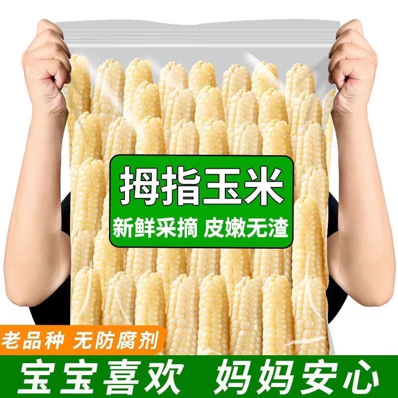 【整箱批发】西双版纳拇指玉米香甜软糯500g*1箱非转基因轻食代餐  