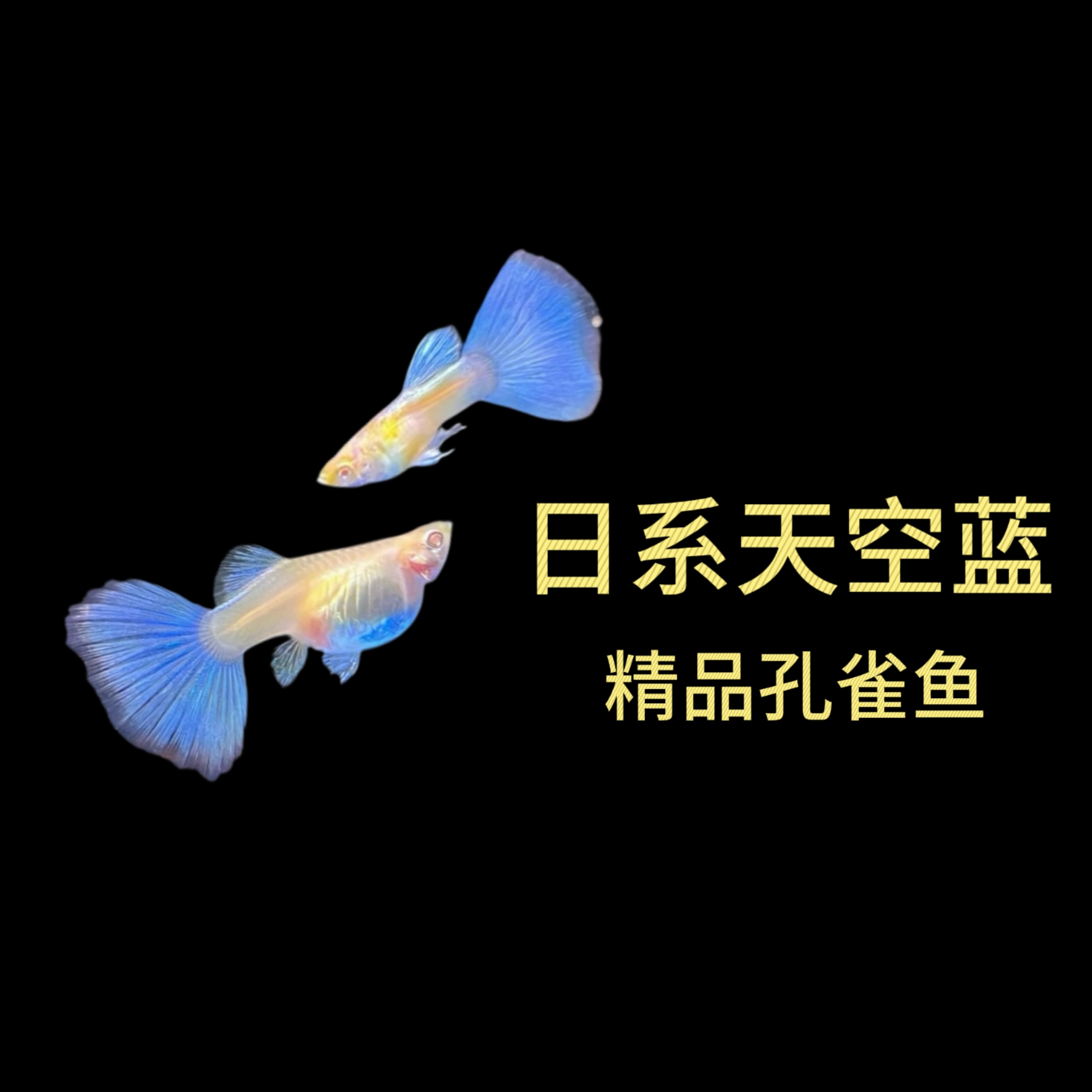 天空蓝孔雀鱼种鱼公母搭对(入缸不包损）
