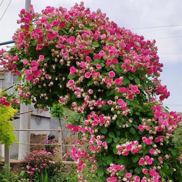  胭脂扣月季花苗盆栽 四季开花 爬墙攀援阳台庭院花卉植物