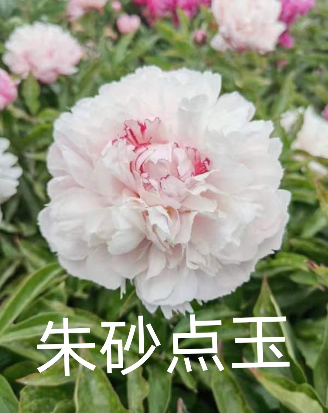 芍药朱砂点玉，预售先发肥料秋季裸根发苗
