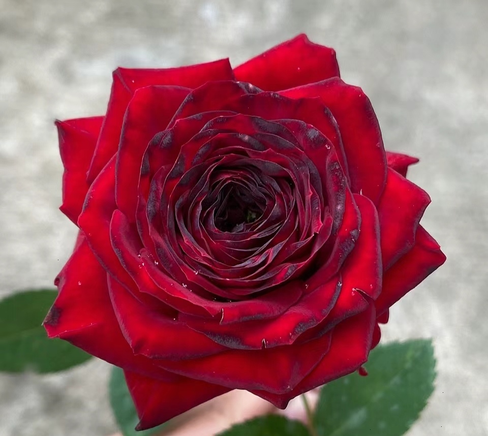 【红梅拉】灌木月季花苗  黑红色丝绒质感切花品种