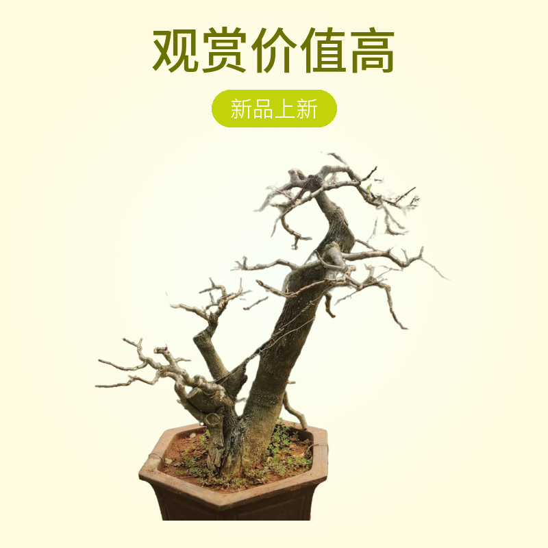 海南儋州博兰精坊盆景素材