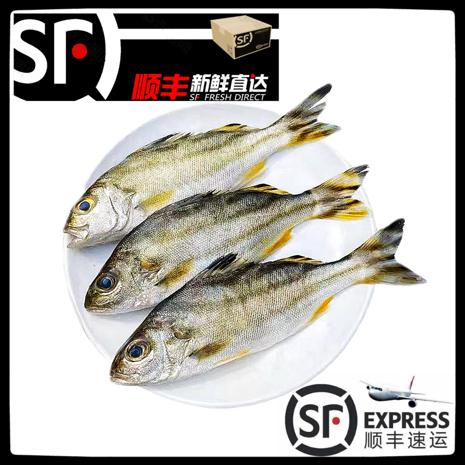 【斑猪鱼】惠来靖海港浅海拖网小斑猪鱼【5斤】速冻发货新鲜食用冷链