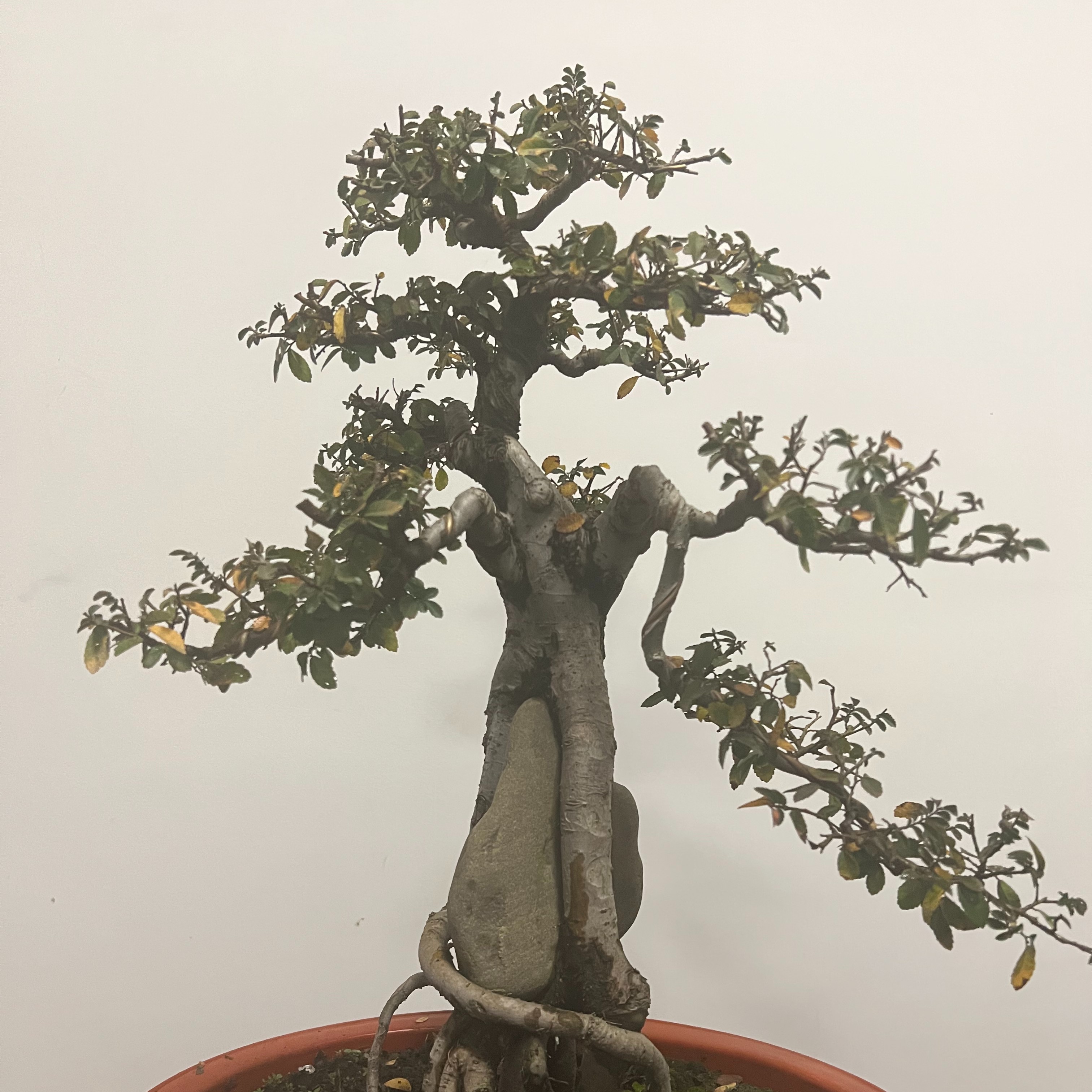 （直播间一物一拍）精品盆景小叶榔榆三角枫小叶绿植庭院易养植