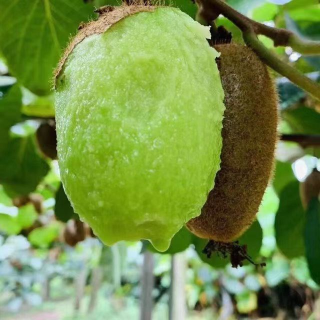 【精品翠香商超品质】陕西秦岭翠香猕猴桃60-120g产地直发坏果包赔