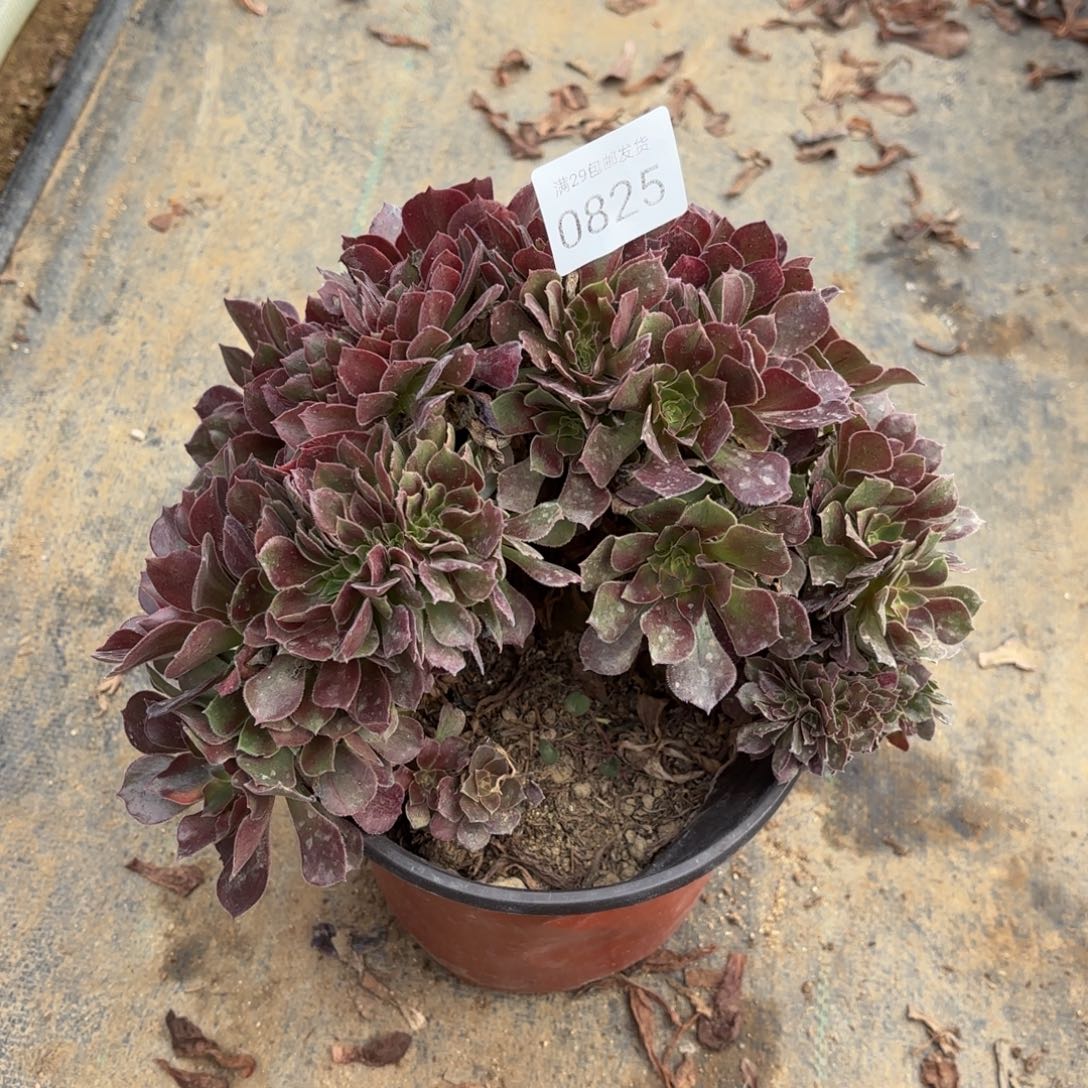 雅典娜锦多肉法师坠0825