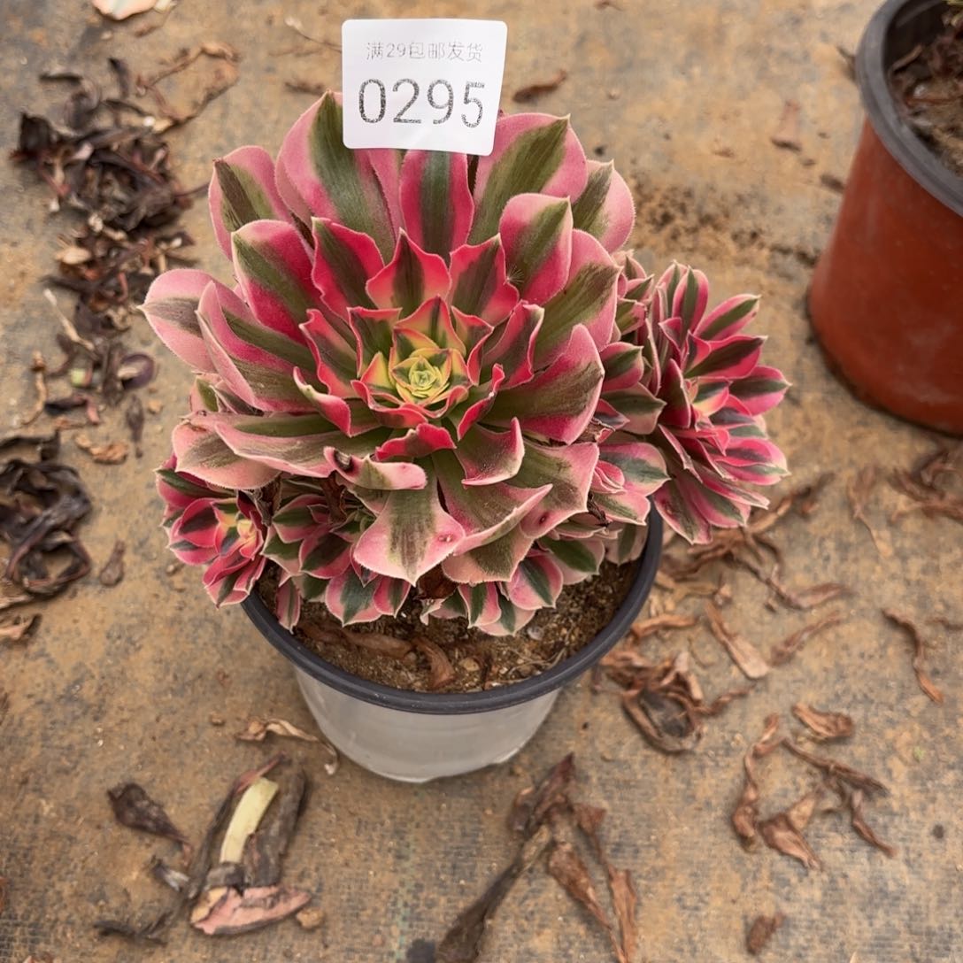 粉女巫多肉法师0295