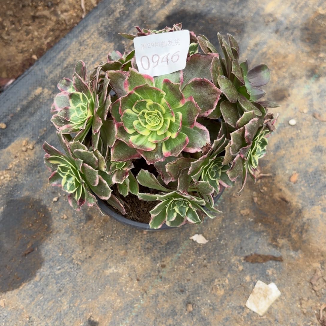 海王多肉有断头0946