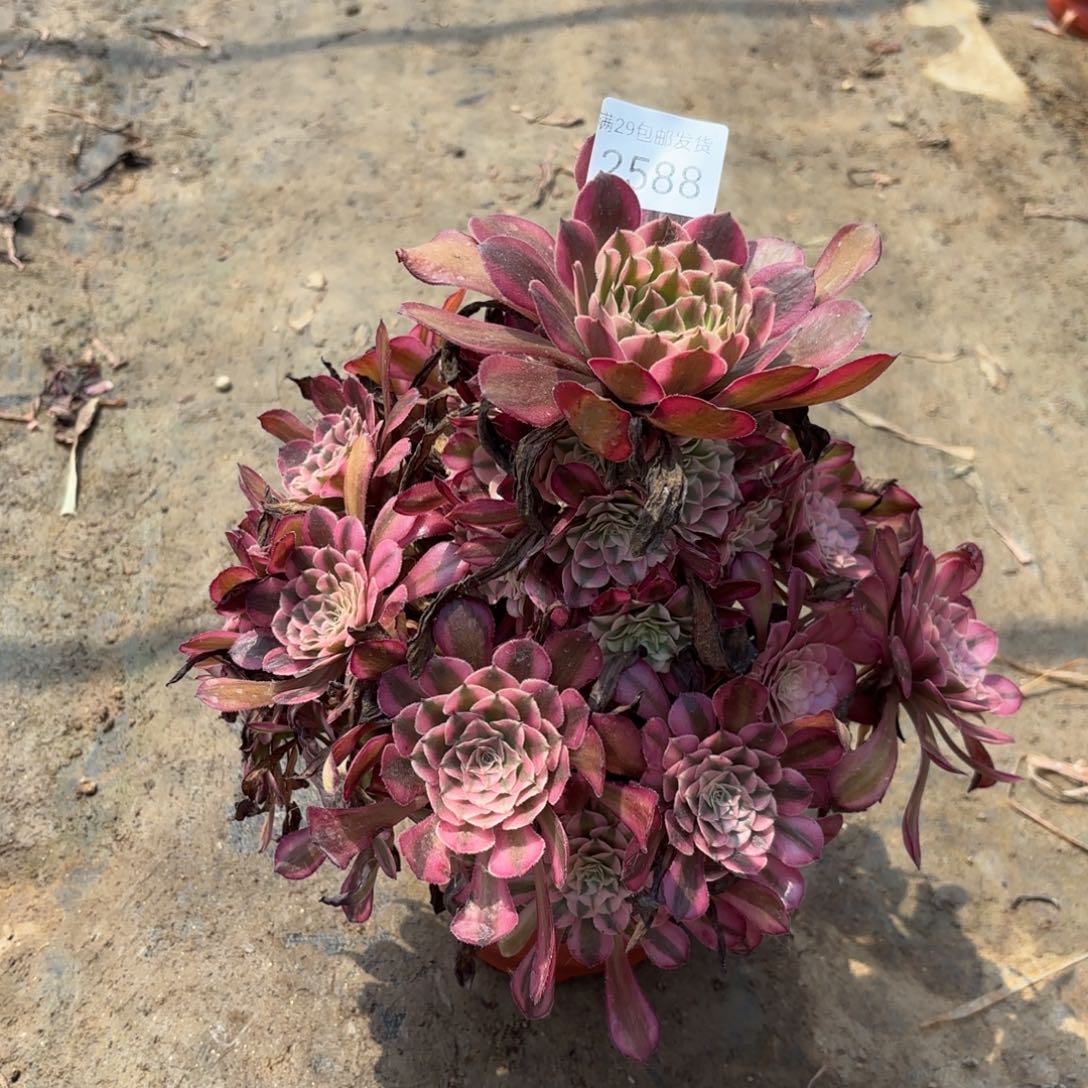 红铜壶超白锦多肉法师2588