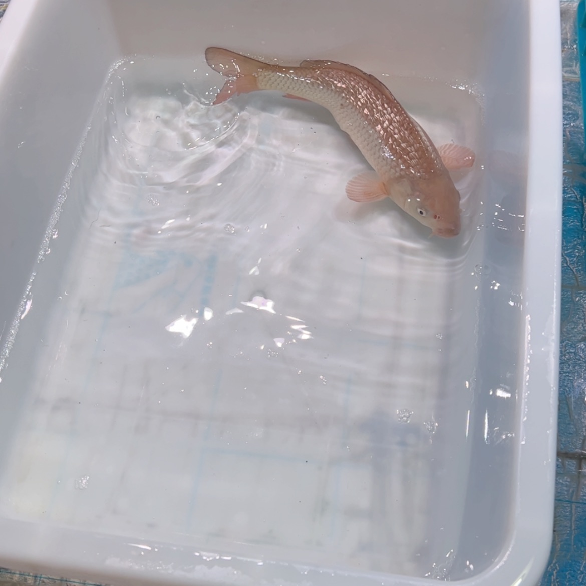 【闪购商品】紫印母鱼热带鱼公40十**y