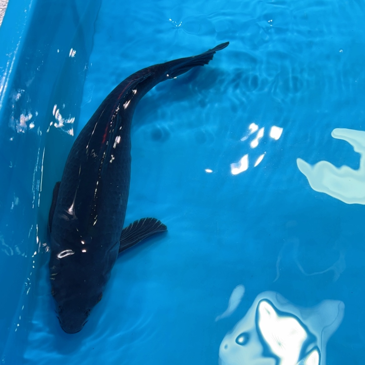 【闪购商品】紫印母鱼热带鱼公40