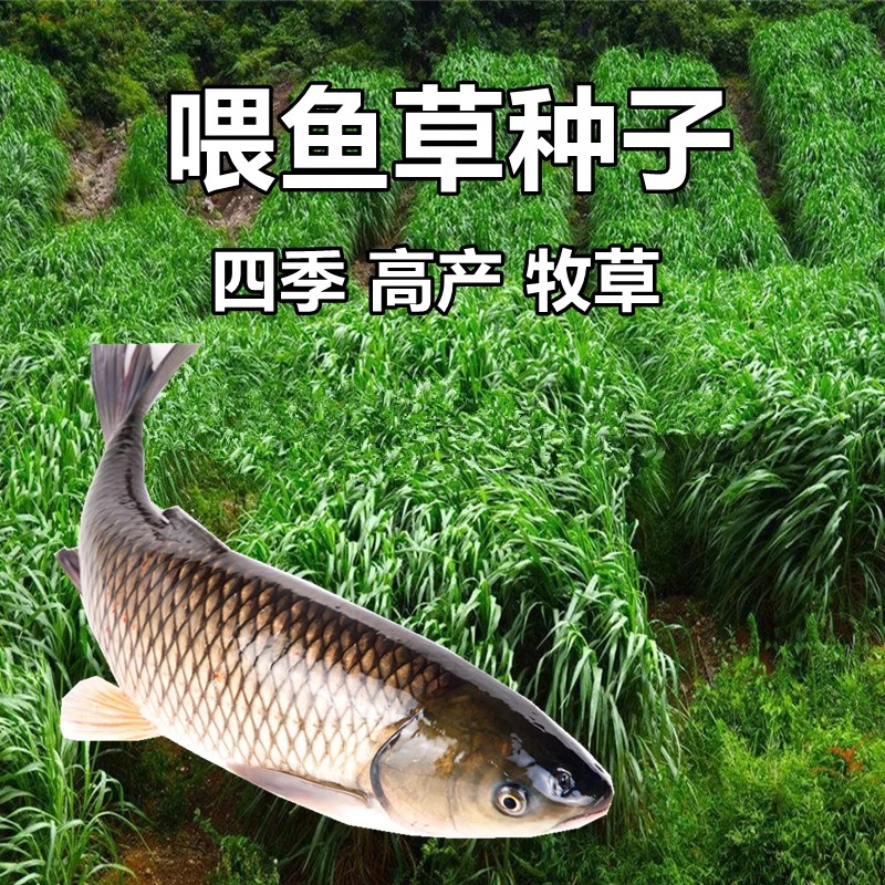 【鱼草种子】四季可种喂鱼草蔬菜瓜果寿光优质蔬菜种子种苗