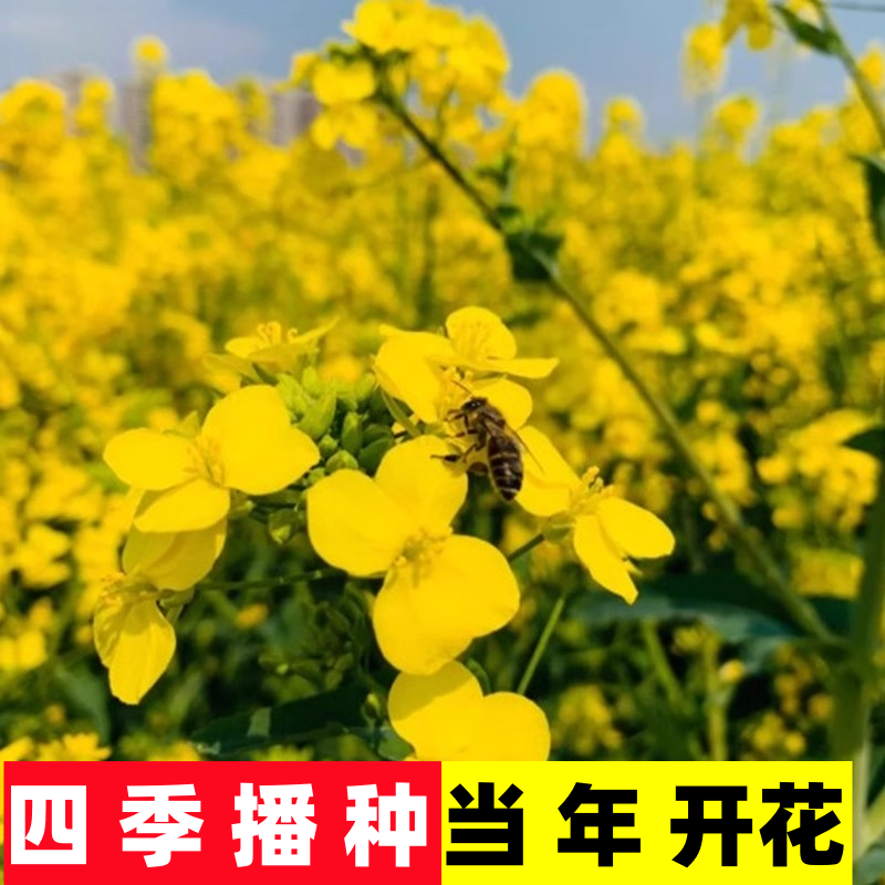 观赏油菜花种子高产榨油花海四季高产复绿迎春花忘忧草