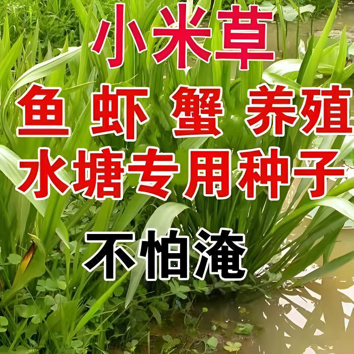 水草南瓜小米草草种籽养殖鱼虾蟹雀叶稗南北稷子牧草种子
