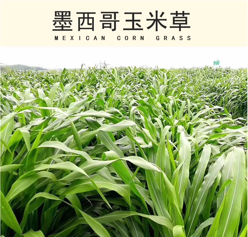 墨西哥玉米草大叶牧草种养殖牛羊猪鸡鸭鹅鱼寿光优质蔬菜种子种苗