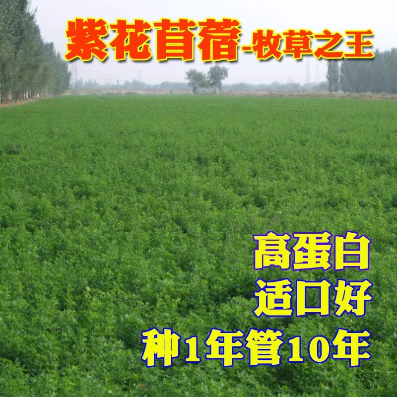 多年生紫花苜蓿草盆栽回门四季牧草鸡鸭鹅寿光优质蔬菜种子种苗