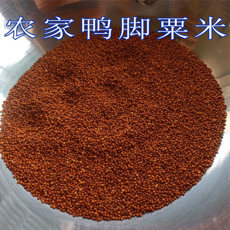 广西农家鸭脚粟2024当季新鲜杂粮天然拳头粟1斤包邮
