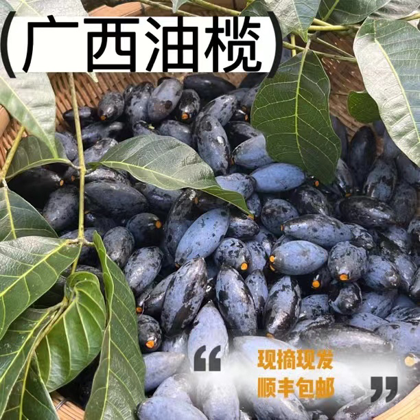 顺丰包邮广西乌榄现摘黑橄榄新鲜生果老树榄乌黑油榄角