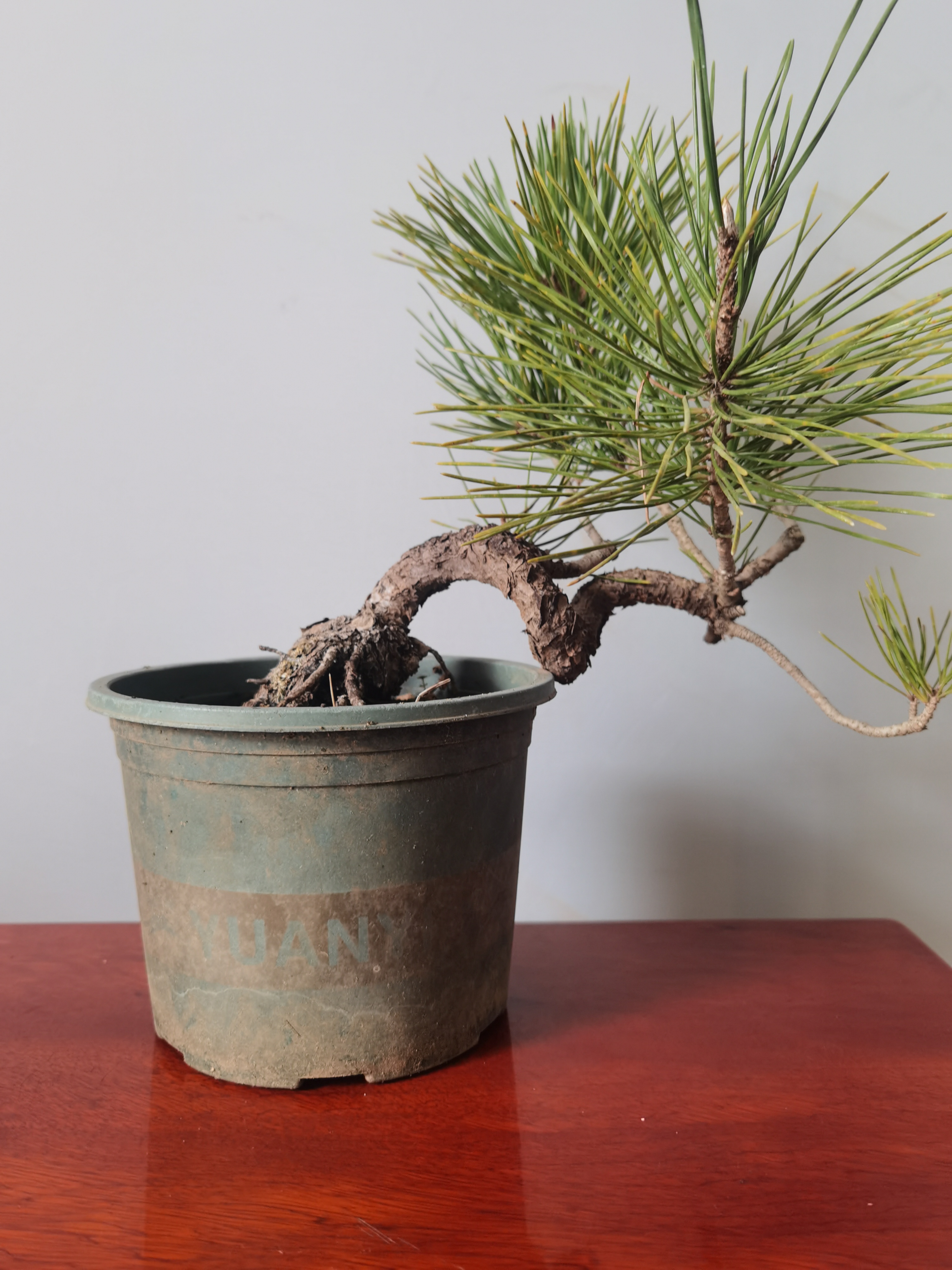 黑松盆景材料毛坯