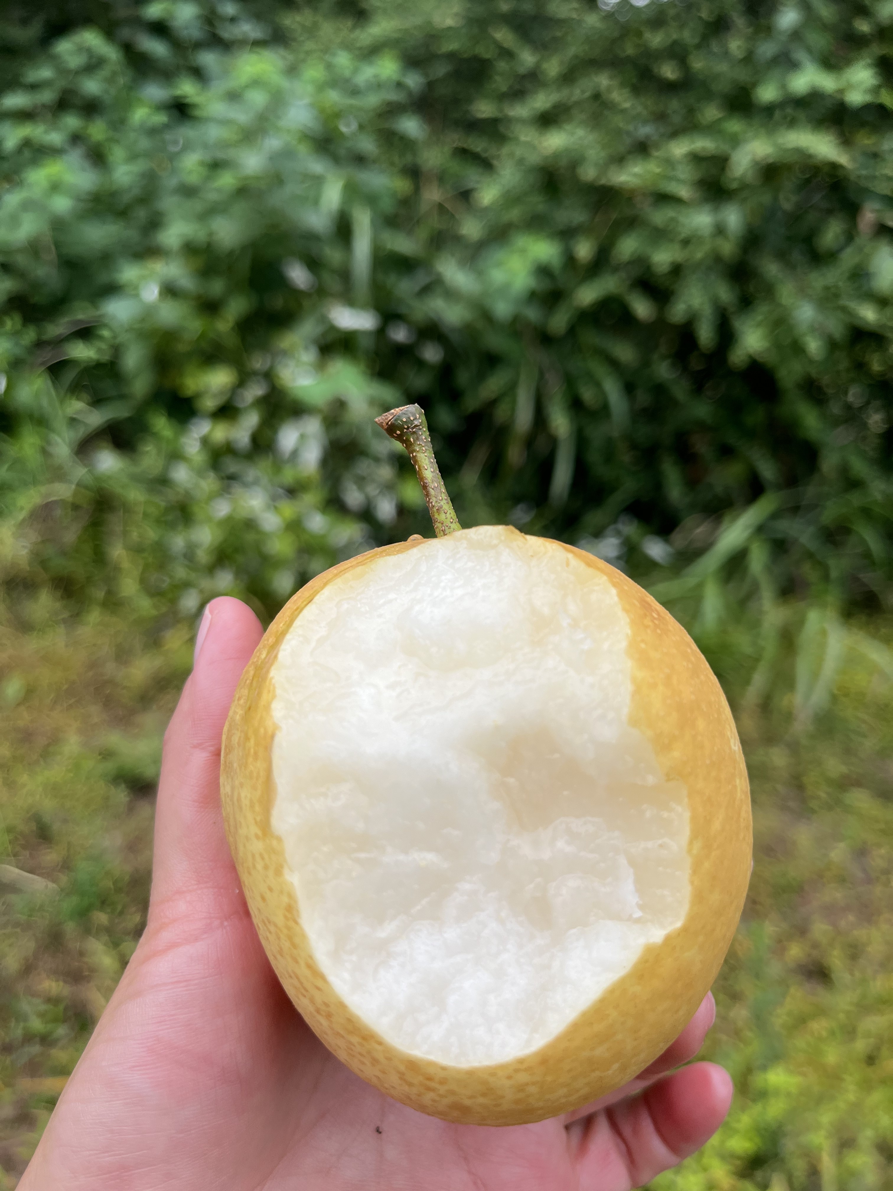 湖南高山黄金蜜梨