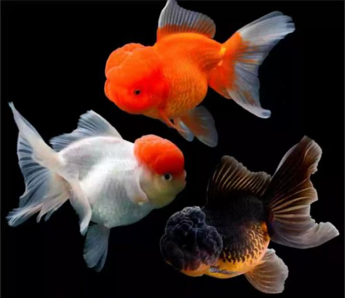 观赏鱼泰狮元宝狮随机发