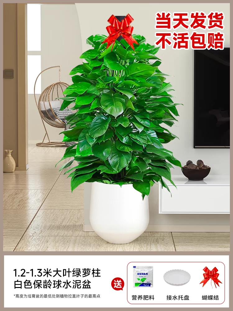 大叶绿萝柱盆栽客厅大型绿植办公室内除甲醛净化空气新房好养绿箩