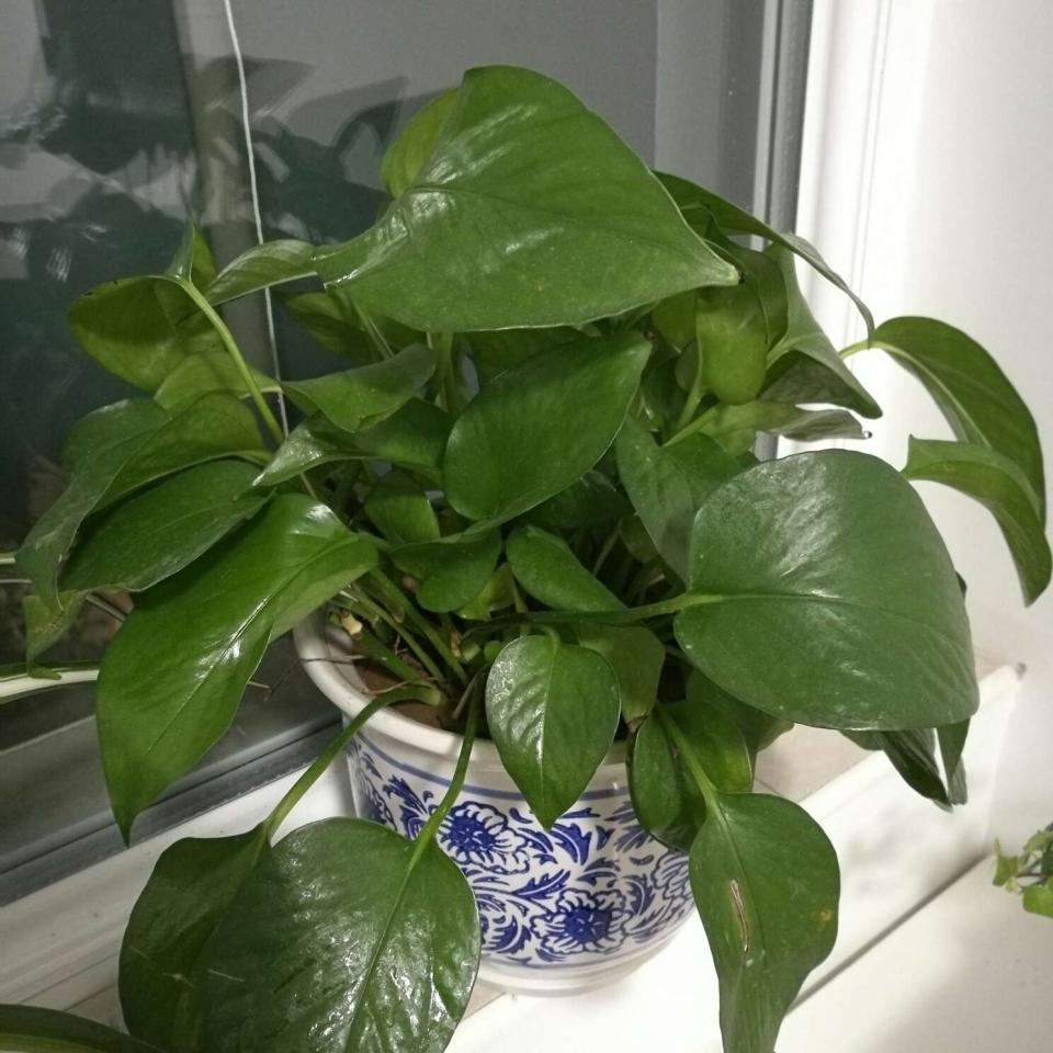 1037新上市绿萝一盆