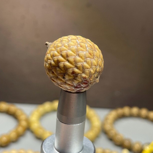 2  海南料原生态星月菩提 直播改价链接（勿乱拍）