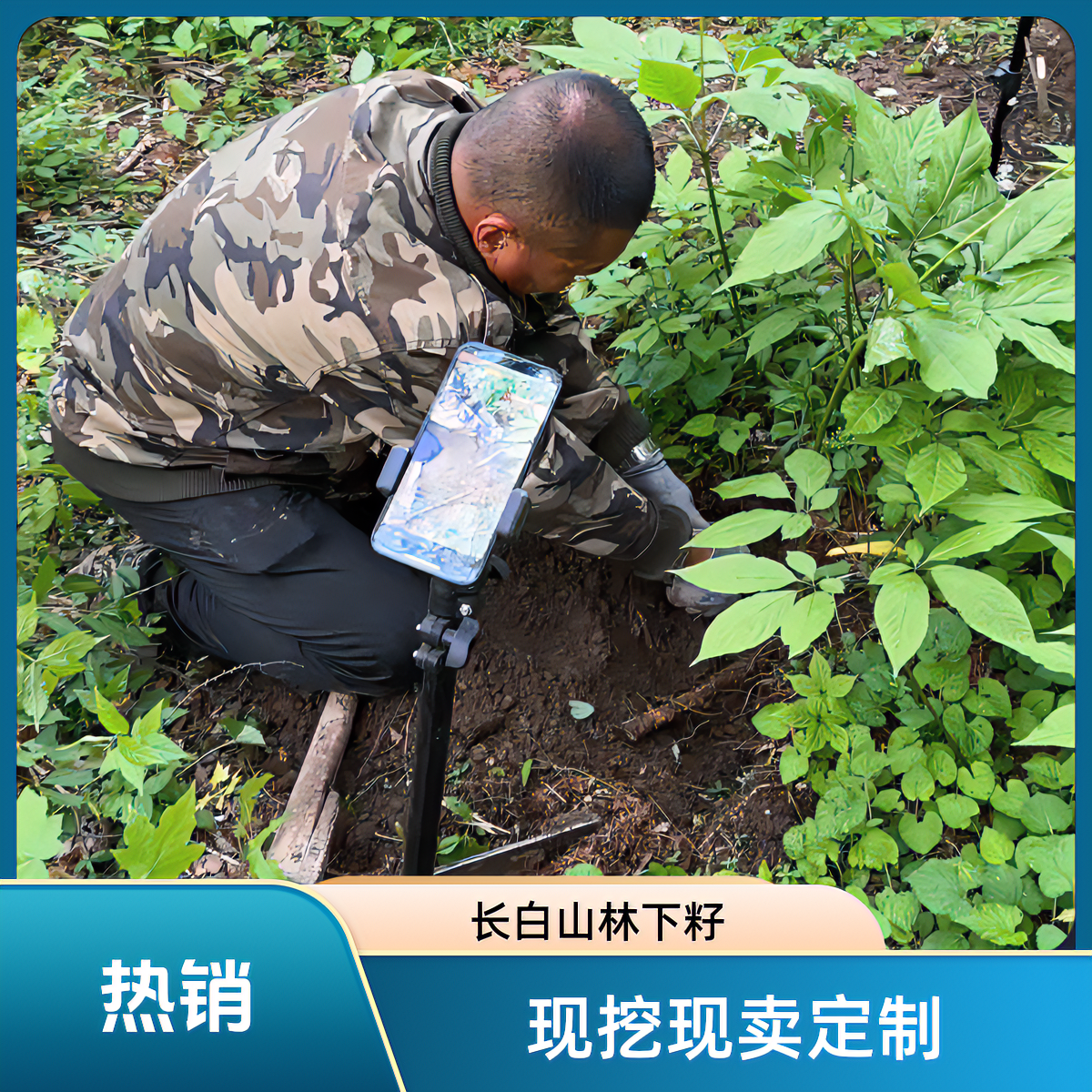 长白山林下籽现挖现卖定制款（直播间为准）