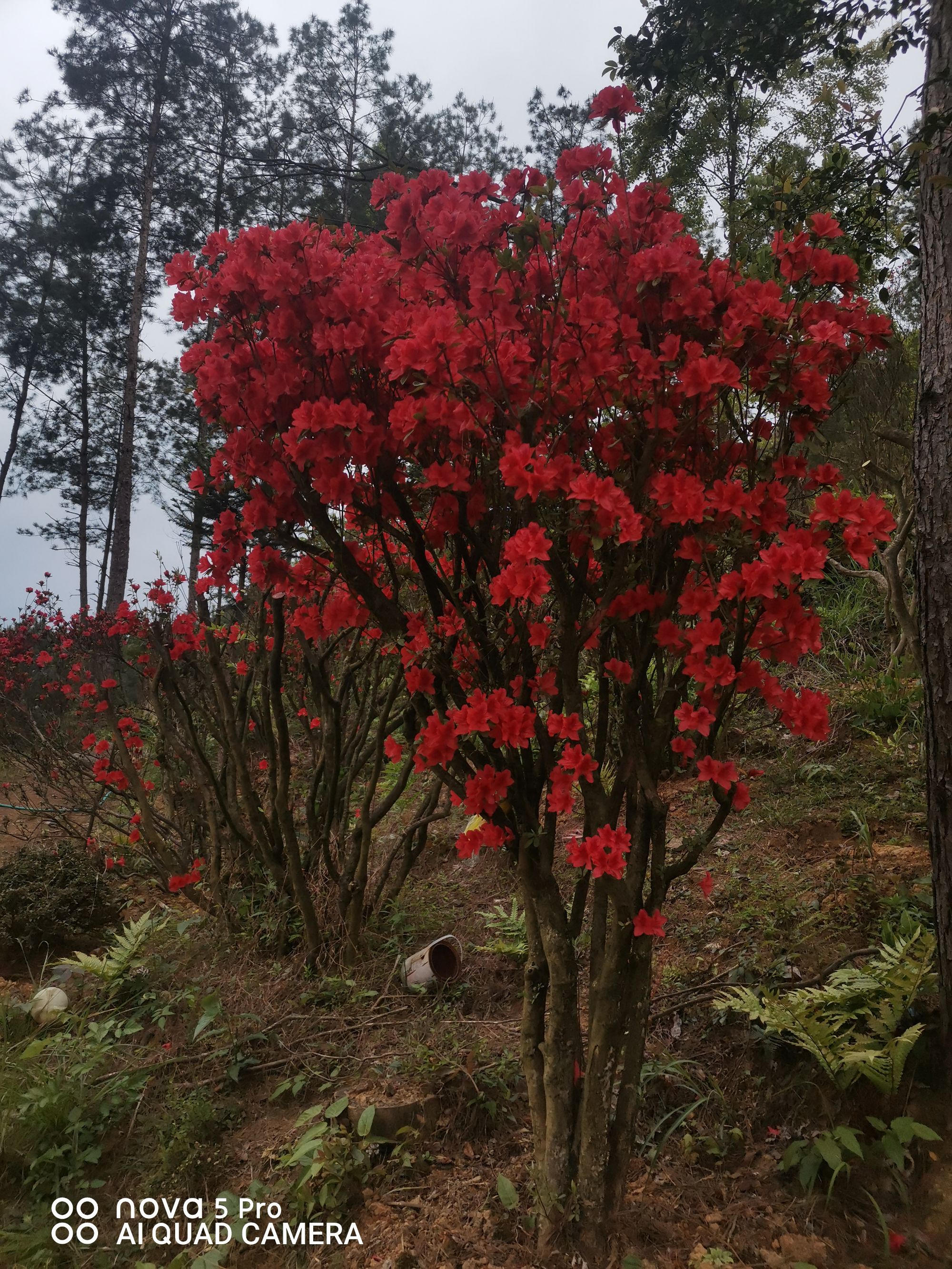 贵州鸡血红映山红，一物一拍