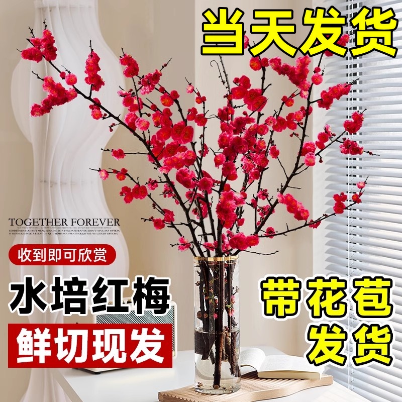 红梅干枝鲜切绿植水培植物梅花盆栽雪柳鲜枝带花苞花卉室内家里