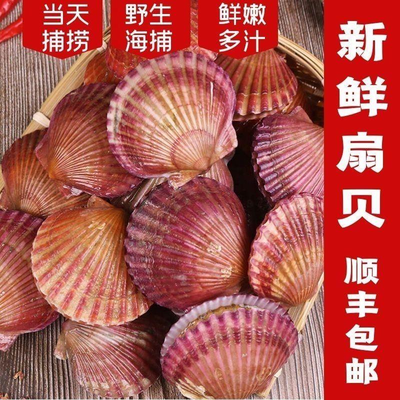 扇贝鲜活新鲜野生港湾贝带壳超大红扇贝刺贝海鲜水产海捕贝类