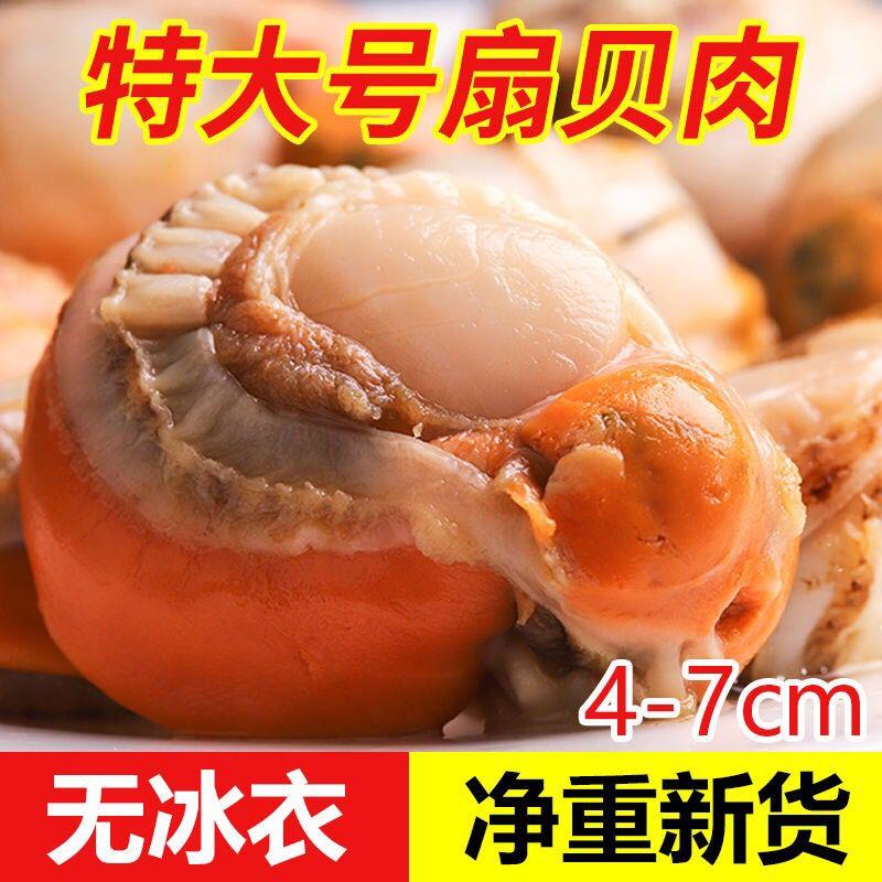 【顺丰包邮】特大号海捕扇贝肉新鲜冷冻海鲜鲜活野生贝肉全贝