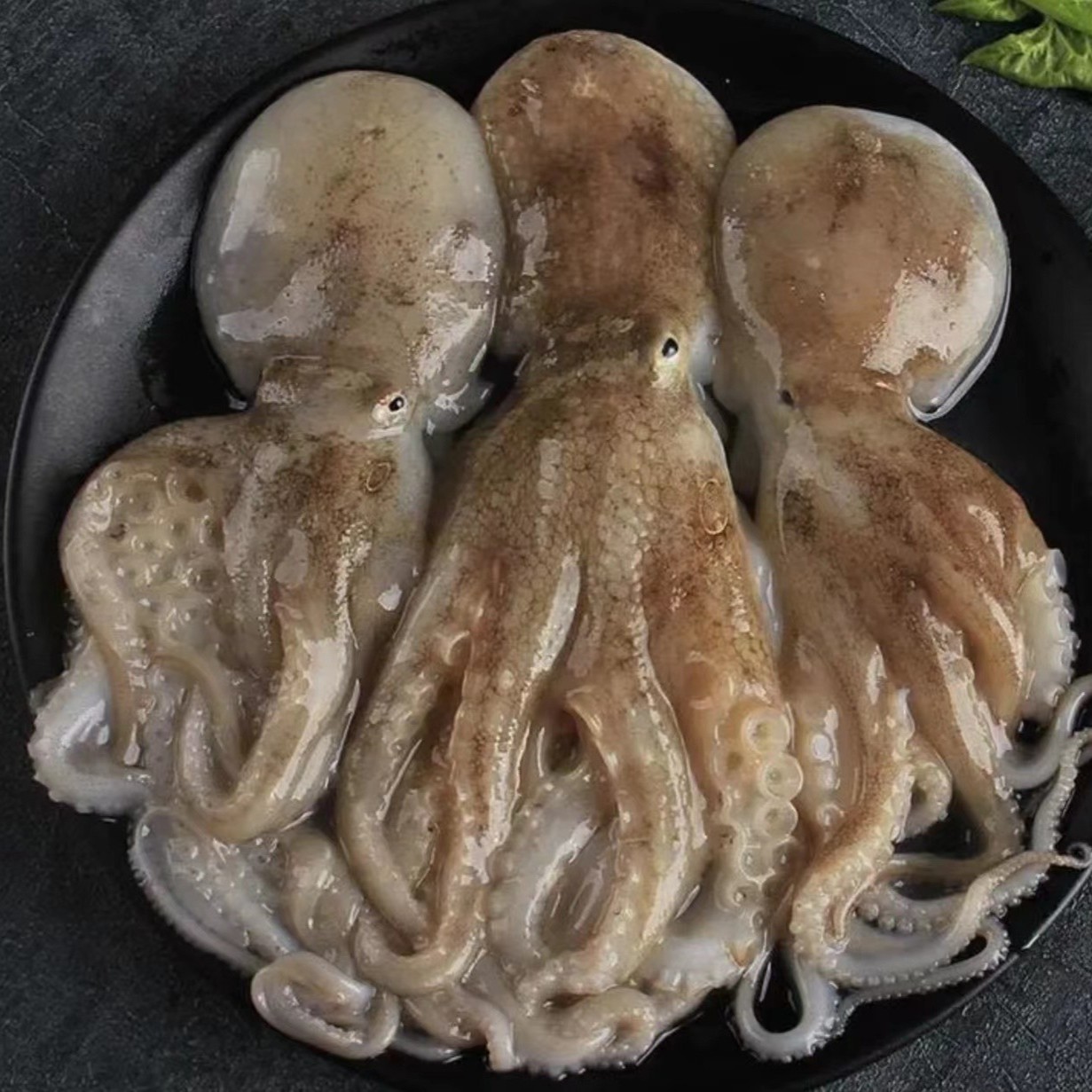  连云港发货鲜活速冻短腿八爪鱼烧烤捞汁香辣白灼食用（2斤/4斤）