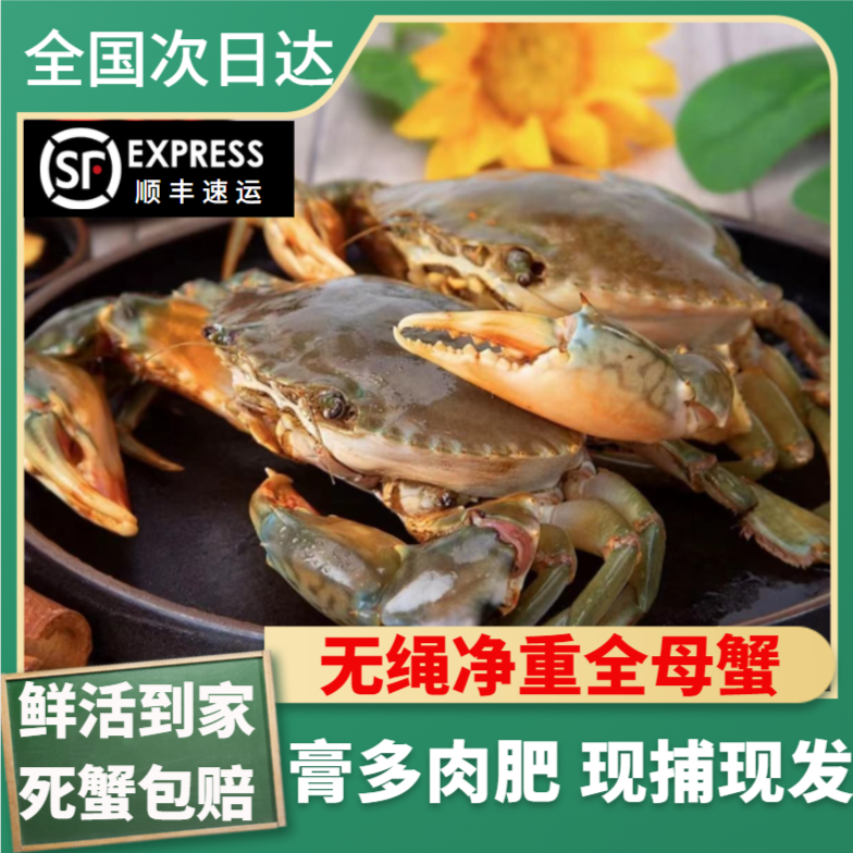 青蟹鲜活野生红膏蟹特大超大母蟹黄油蟹全母膏蟹顺丰包邮
