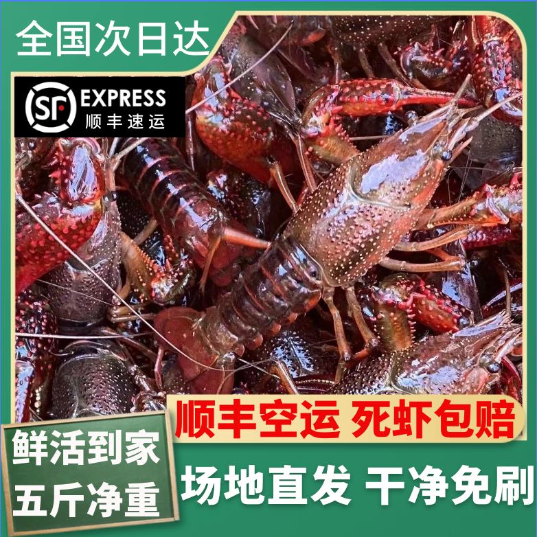 湖北潜江清水养殖自产自销鲜活小龙虾龙虾5斤（干净免刷）当季包肥